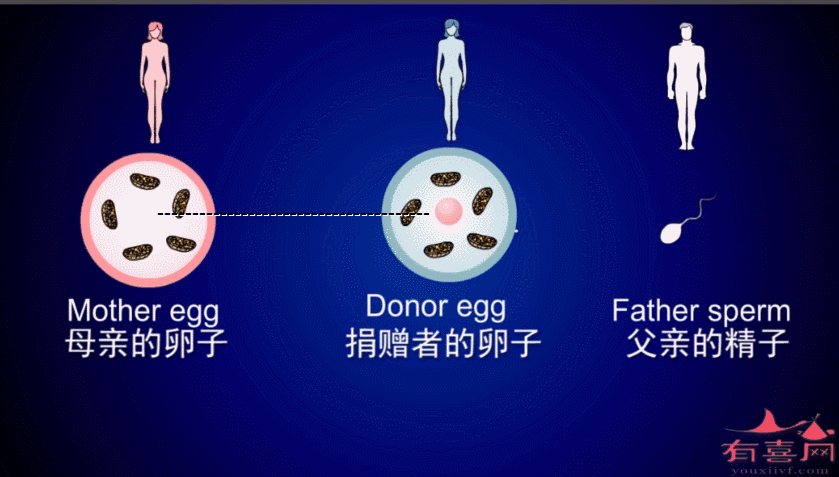第四代试管婴儿试管代怀_第四代试管婴儿:试管代怀中的新突破